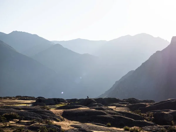 Marcahuasi 'deki köpek panoraması ve dağlardaki kaya oluşumları vadi doğa manzarası Lima Peru Güney Amerika — Stok fotoğraf