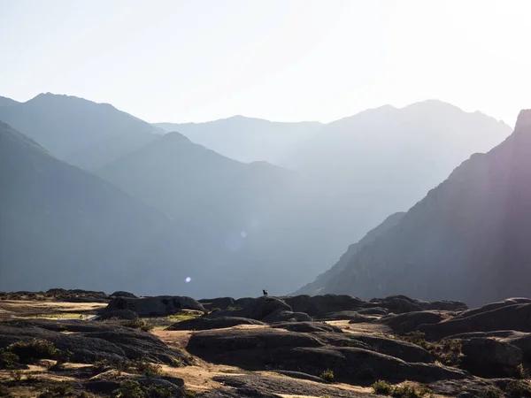 Panorama of dog at Marcahuasi andes plateau rock formations mountains valley nature landscape Lima Peru South America — Stock Photo, Image