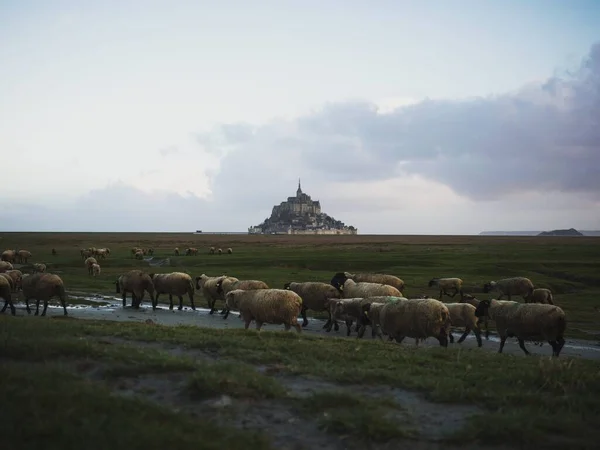 Koyun çiftliği hayvan manzarası Mont Saint Michel Normandiya 'daki ıssız bir ada kale kasabası. — Stok fotoğraf