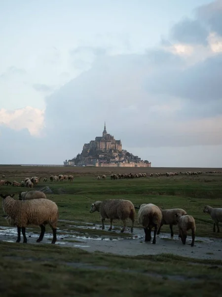 Sheep farm animal panorama view of Mont Saint Michel famous remote isolated island rock castle town in Normandy France — Stock Photo, Image