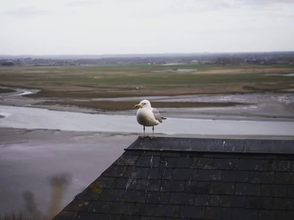 Gaviota arenque europea adulta larus argentatus gaviota sentada en casa edificio azotea en Mont Saint Michel Normandía Francia — Foto de Stock