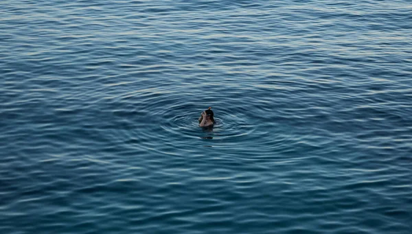 Молода жінка - туристка, що плаває в масці, полюбляє водяні брижі, які хвилюють блакитний середземноморський океан Мальорка Іспанія. — стокове фото