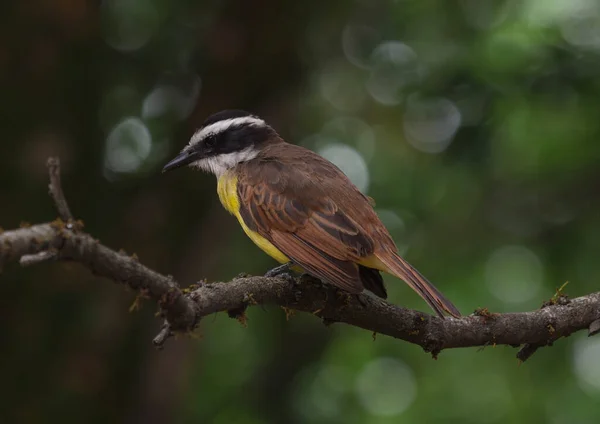 Zbliżenie Wielkiego Kiskadee Pitangus siarki żółty ptak na gałęzi drzewa w Ogrodzie Botanicznym Medellin Kolumbia — Zdjęcie stockowe