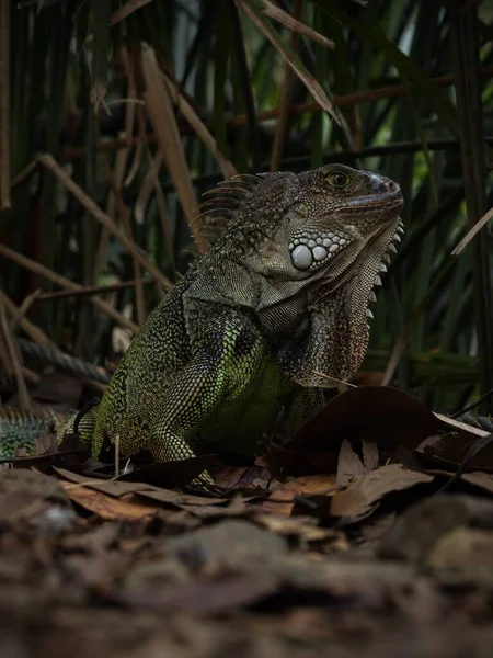 Vista de perto da iguana verde lagarto americano comum reptlie animal no Jardim Botânico de Medellín Antioquia Colômbia — Fotografia de Stock