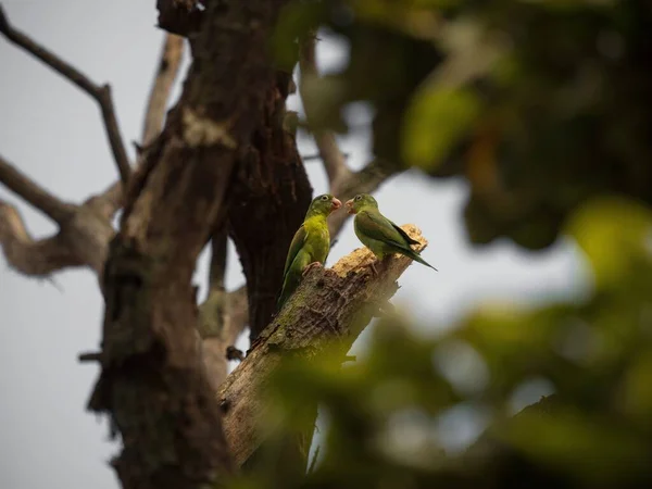 Widok z bliska dwóch pomarańczowo-chined papuga Brotogeris jugularis tovi papuga ptak w drzewie Plaza Botero Medellin Kolumbia — Zdjęcie stockowe