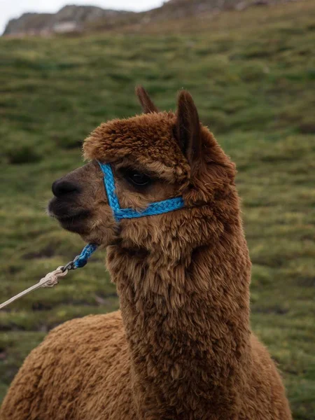 Primer plano retrato cara cabeza de Alpaca vicugna pacos animal en colorido Palccoyo arco iris montaña Cuzco Perú América del Sur — Foto de Stock