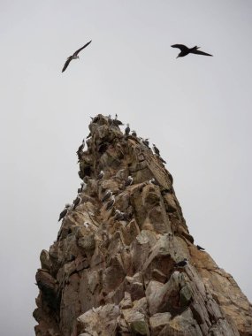 Perulu sümsük kuşları Sula çeşitleri Islas Ballestas Adaları 'ndaki yaban kuşları Güney Amerika' daki Paracas Peru 'yu sallıyor.