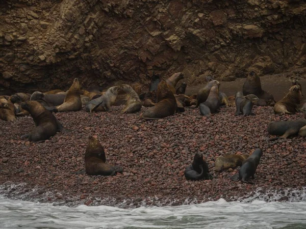 Panorama vista de focas de pele e leões marinhos na praia de pedra rochosa Islas Ballestas Islands Paracas Reserve Peru América do Sul — Fotografia de Stock