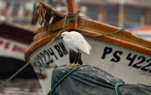 Біла чапля (egretta thula heron) - птах, що сидить на човні в порту Паракас, Перу (Південна Америка). — стокове фото