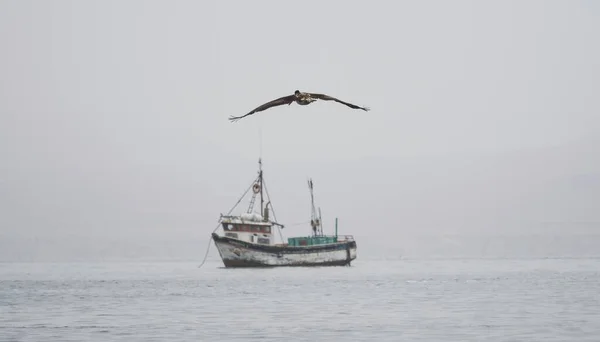 Морське море летючого пелікан з типовим рибальським човном у порту Паракас — стокове фото