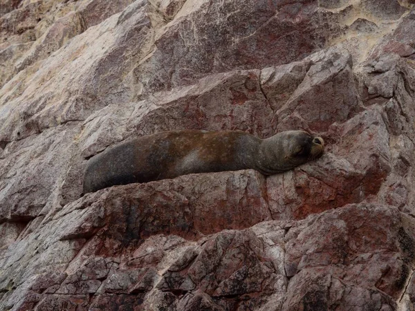 Selo de pele sul-americano Arctocephalus australis leão marinho vida selvagem mamífero marinho em Islas Ballestas Ilhas Paracas Peru — Fotografia de Stock