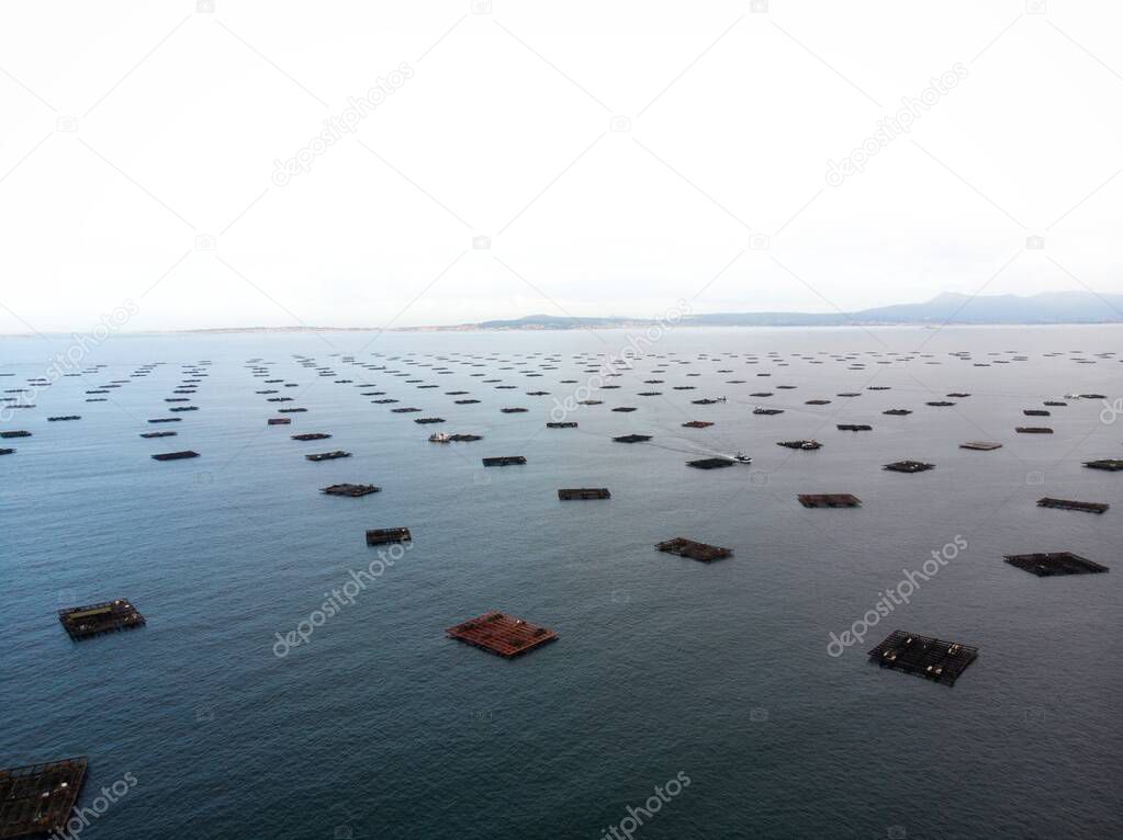 Aerial panorama of mussel farm platforms fishing industry aquaculture seafood production in O Grove Ria de Arousa Galicia Spain Europe