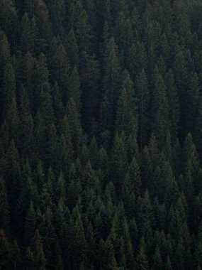 Berchtesgaden Bavyera Almanya 'sında yemyeşil çam ağacı ormanlarının koyu yeşil arkaplan deseni Avrupa' yı kaplıyor
