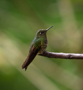 İzole edilmiş yeşil koronet Boissonneaua flavescens sinekkuşu kolibri hayvan kuşu Güney Amerika 'da Salento Quindio, Kolombiya' da Acaime Valle del Cocora Vadisi 'nde ağaç dalında oturuyor.