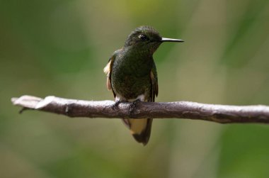 İzole edilmiş yeşil koronet Boissonneaua flavescens sinekkuşu kolibri hayvan kuşu Güney Amerika 'da Salento Quindio, Kolombiya' da Acaime Valle del Cocora Vadisi 'nde ağaç dalında oturuyor.