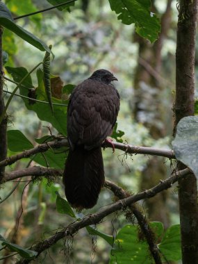 Valle del Cocora Vadisi Salento Quindio Kolombiya Güney Amerika 'da Andean Guan Penelope montagnii' nin yakın çekim makro çekimi.