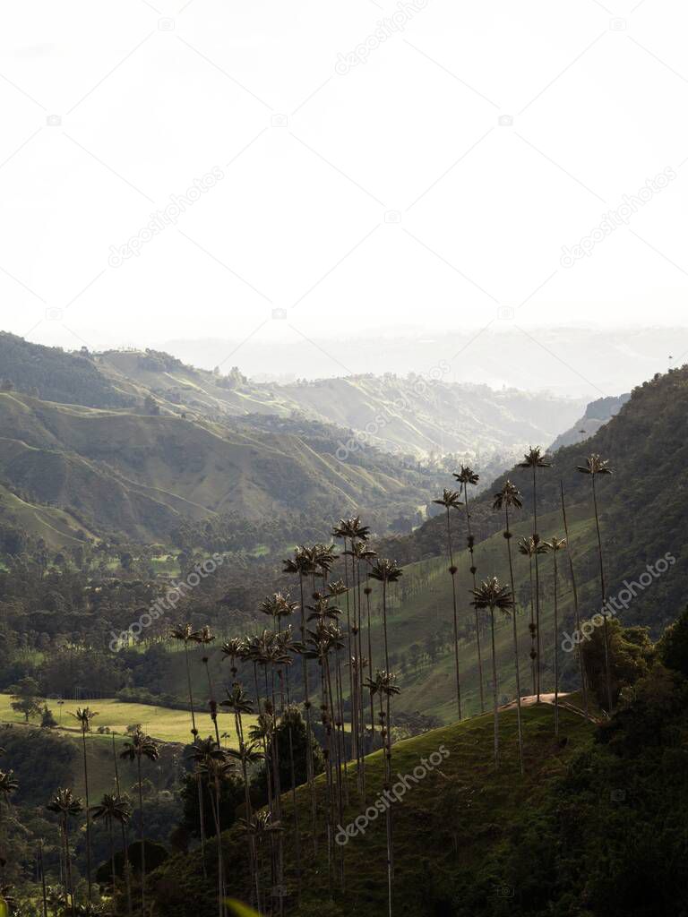 Aerial outdoor nature landscape panorama of tall wax palm trees in Valle del Cocora Valley in Salento Quindio Colombia South America