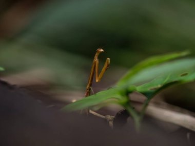 Amazon yağmur ormanlarındaki orman sosu lagünü Tarapoto Peru Güney Amerika 'da peygamber devesi mantodea böceğinin seçici odak noktası.