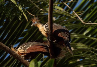 Bereketli yeşil tropikal Amazon yağmur ormanları ağaçlarında oturan egzotik renkli Hoatzin kuşu Opisthocomus hoazin 'in yakın görüntüsü.