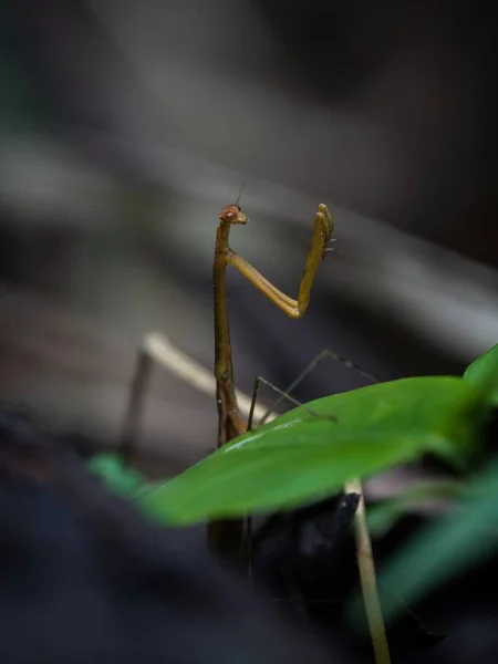 Nahaufnahme Makro Detail Selektiver Fokus Von Gottesanbeterin Mantodea Insekt Amazonas — Stockfoto