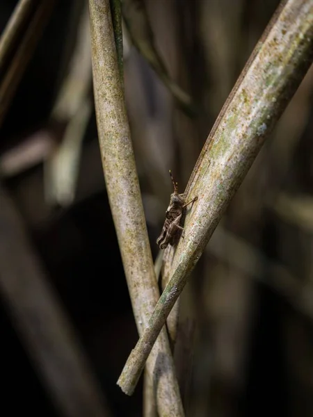 Gros Plan Détail Sélectif Accent Insecte Sauterelle Dans Forêt Amazonienne — Photo