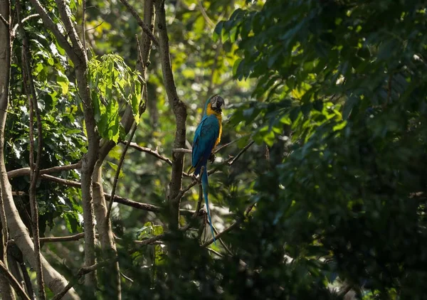 Zbliżenie Niebiesko Żółty Macaw Ara Ararauna Kolorowe Papuga Ptak Dzika — Zdjęcie stockowe