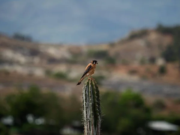 Vista Perto Único Falcão Americano Isolado Kestrel Falcão Falco Sparverius — Fotografia de Stock