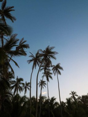 Cabo San Juan del Guia 'nın Tayrona Ulusal Parkı' ndaki hava manzarası tropik Karayip kıyısı Palm Beach Colombia Güney Amerika