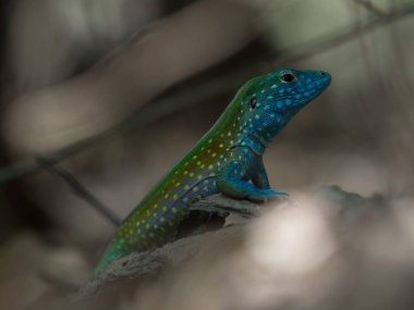 Tayrona Ulusal Parkı Kolombiya Güney Amerika 'sında parlak mavi turkuaz Gökkuşağı Kırbaç Cnemidophorus lemniscatus kertenkele sürüngen vahşi hayvan yakın çekim görüntüsü