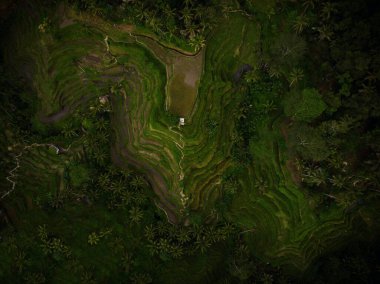 Ubud Bali Endonezya 'da yeşil Tegallalang pirinç tarlaları tarlaları tarlaları tarla turizmi turistik ilgi merkezi.
