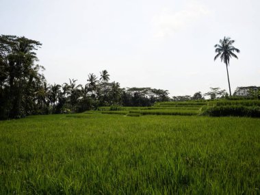 Yeşil doğa manzaralı teraslı pirinç tarlaları Bangli Bali, Endonezya 'da tarım tarlaları, Güneydoğu Asya