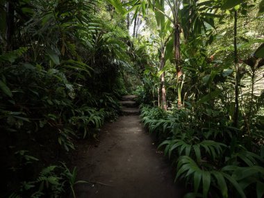 Tropical natural path walkway in lush dense green rainforest jungle to Tibumana waterfall in Bangli Ubud Bali Indonesia South East Asia clipart
