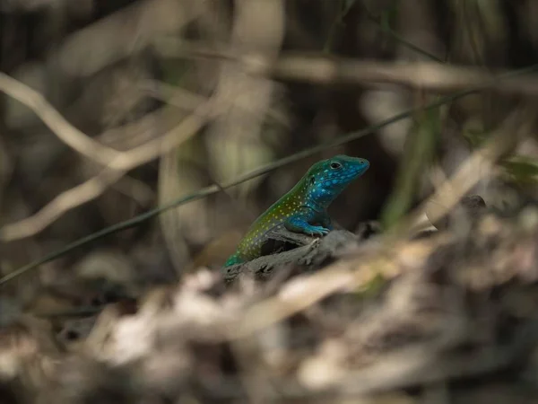 Selectieve Focus Close Zicht Helderblauwe Turquoise Rainbow Whiptail Cnemidophorus Lemniscatus — Stockfoto