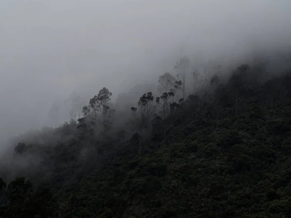 Bosque Arbolado Verde Andino Tropical Neblina Ondulada Cascada Salto Del — Foto de Stock