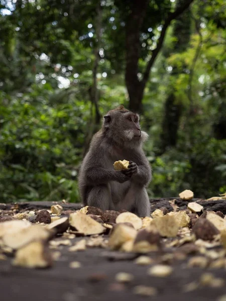 Vue Rapprochée Macaque Fasciculaire Longue Queue Mangeant Crabe Primate Dans — Photo