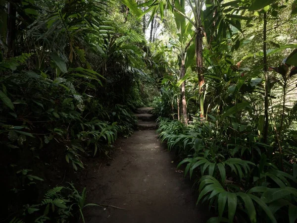 Tropická Přírodní Cesta Chodník Bujné Husté Zelené Deštné Pralesy Džungle Royalty Free Stock Fotografie