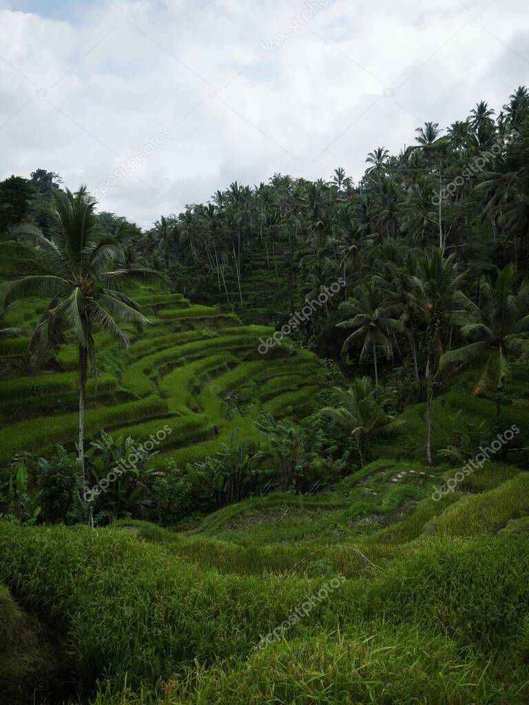 Panorama view of green Tegallalang rice terraces paddies field farm tourist attraction in Ubud Bali Indonesia South East Asia
