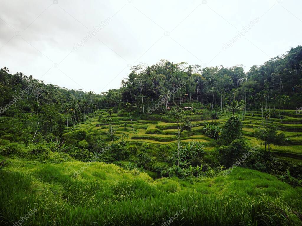 Panorama view of green Tegallalang rice terraces paddies field farm tourist attraction in Ubud Bali Indonesia South East Asia