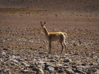 Uyuni Atacama Çölü Potosi Sur Lipez Bolivya Güney Amerika 'da kameraya bakan meraklı genç bir vicuna vicugna' nın yakın görüntüsü