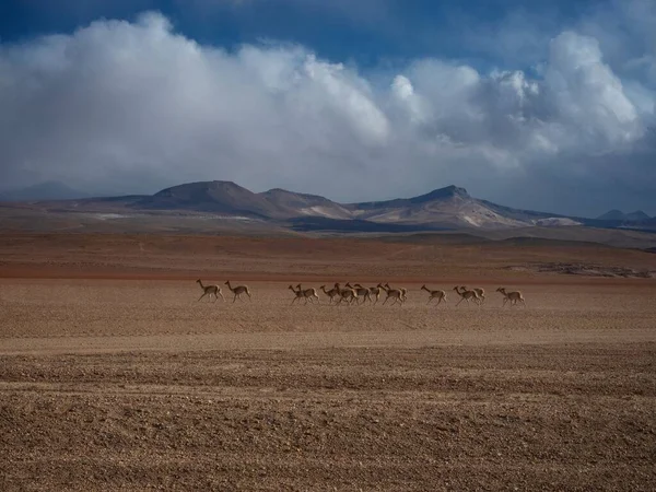 Montagne Ande Tipiche Panorama Paesaggistico Altiplano Con Gruppo Animali Selvatici — Foto Stock