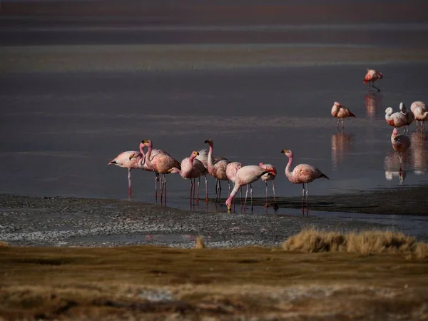 James Flamingo Phoenicoparrus Jamesi Rouge Sel Plat Lac Laguna Colorada — Photo