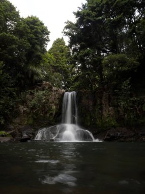 309 Coromandel Yarımadası, Waikato Kuzey Adası Yeni Zelanda 'daki Waiau Şelalesi' nde uzun süren cennet tropik Kauri ağacı manzarası.