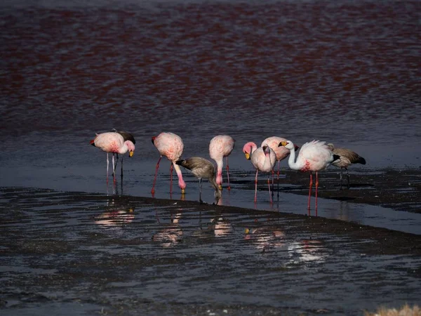 James Flamingo Phoenicoparrus Jamesi Κόκκινο Αλάτι Επίπεδη Λίμνη Laguna Colorada — Φωτογραφία Αρχείου