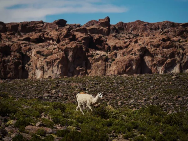 Isolato Lama Lama Fauna Selvatica Animale Altiplano Ande Montagne Prati — Foto Stock