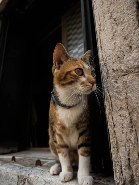 Ciekawy Młody Kotek Domowy Siedzi Progu Zabytkowego Kamiennego Sklepu Wenecji — Zdjęcie stockowe