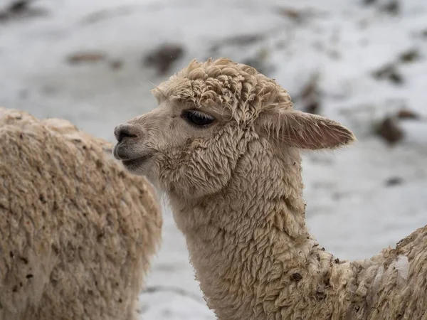 Primer Plano Retrato Una Llama Lama Glama Camélido Mamífero Fauna — Foto de Stock