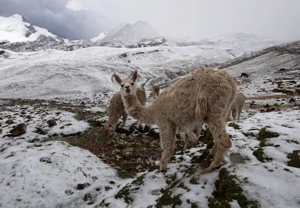 Llama Lama Glama Invierno Maravilla Nevada Montaña Paisaje Vinicunca Rainbow — Foto de Stock