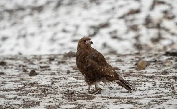 Портрет Молодої Коричневої Гори Caracara Phalcoboenus Megalopterus Сидить Зимовому Снігу — стокове фото