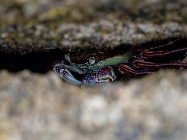 Detailní Pohled Fialový Skalní Krab Leptograpsus Variegatus Volně Žijící Zvířata Stock Snímky