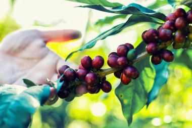 Çiftçilerin eli Tayland 'ın Chiang Mai Eyaleti, Doi Chang' deki kahve ağaçlarından toplanan kırmızı kahve çekirdeklerini seçiyor..